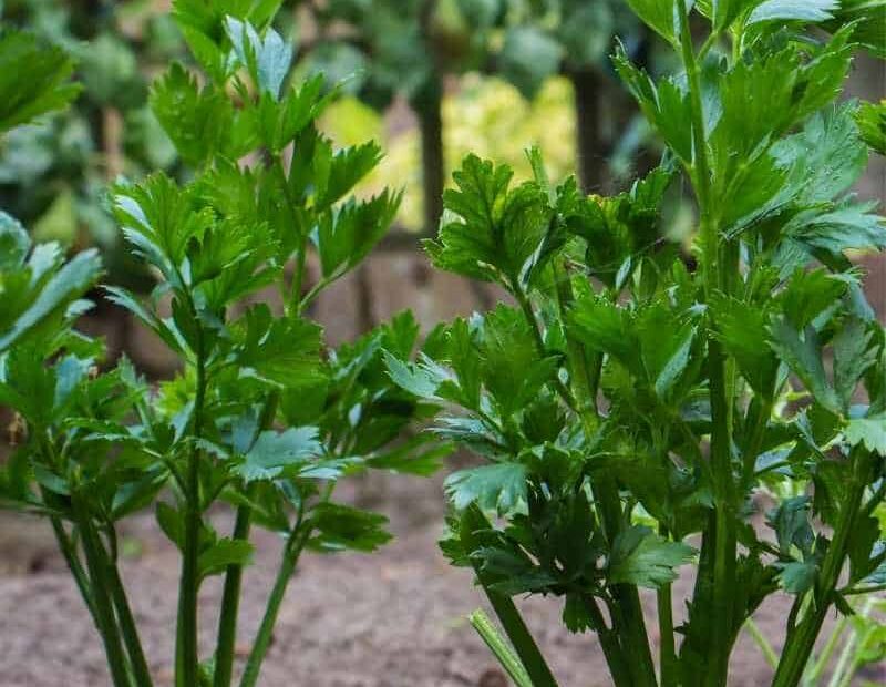 What to Plant Next to Celery