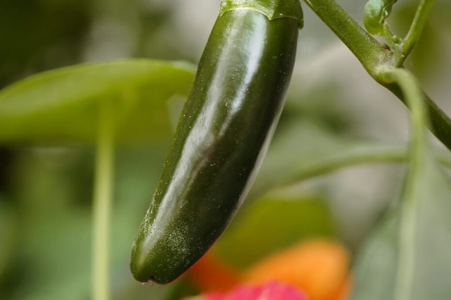 what to plant next to jalapenos