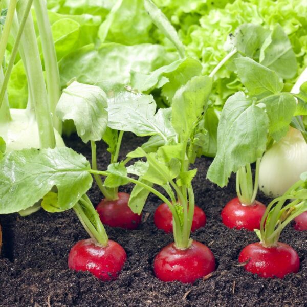 what to plant next to radishes