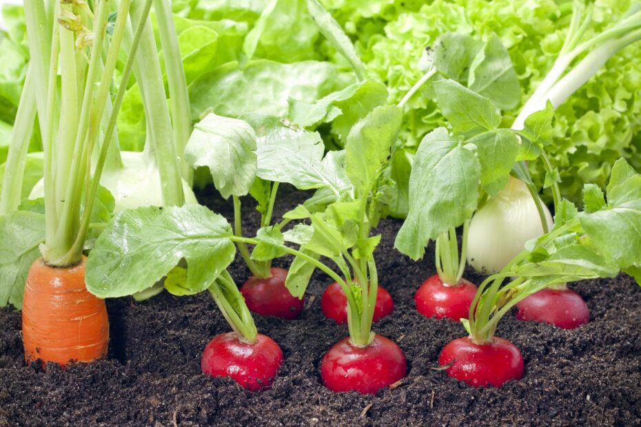 what to plant next to radishes