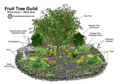 what to plant under fruit trees