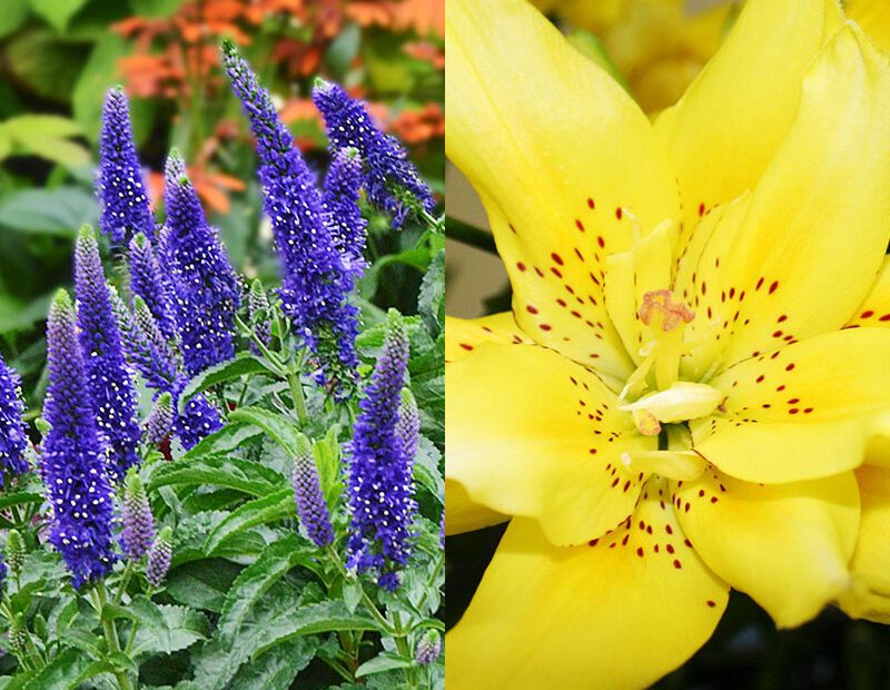 What to Plant with Asiatic Lily