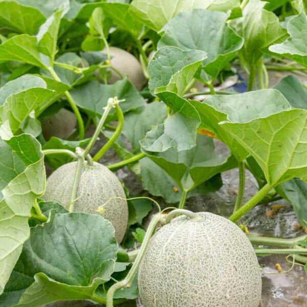 what to plant with cantaloupe