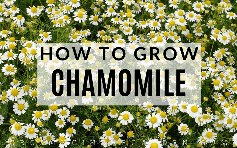 What to Plant with Chamomile