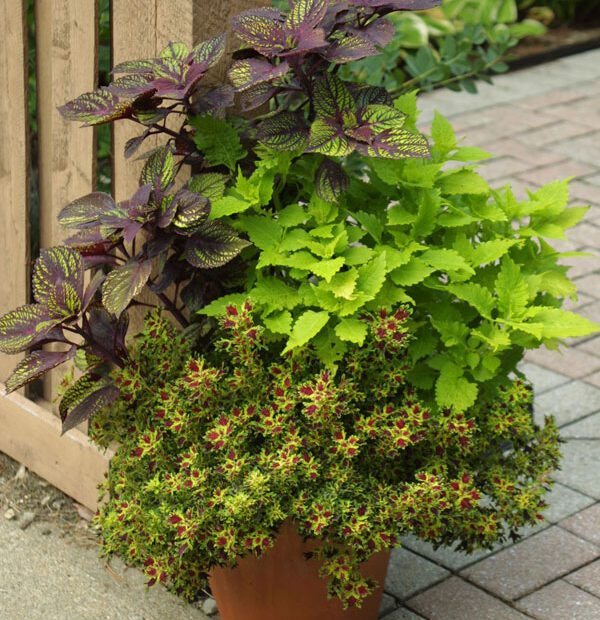 What to Plant with Coleus