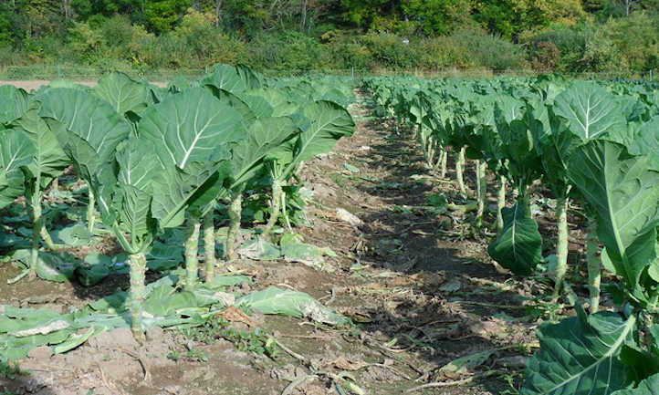 what to plant with collards