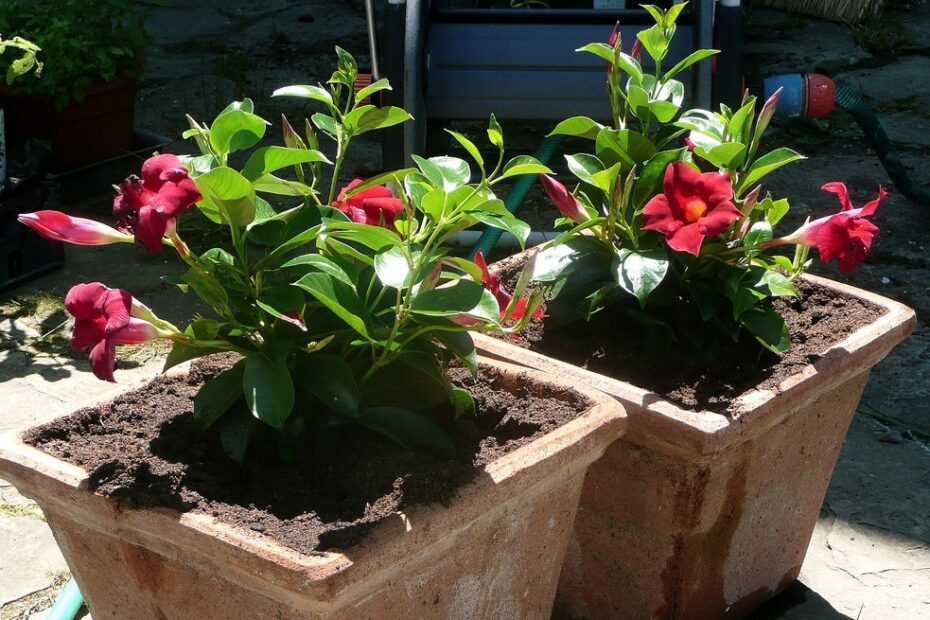 What to Plant with Dipladenia