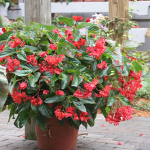 what to plant with dragon wing begonias