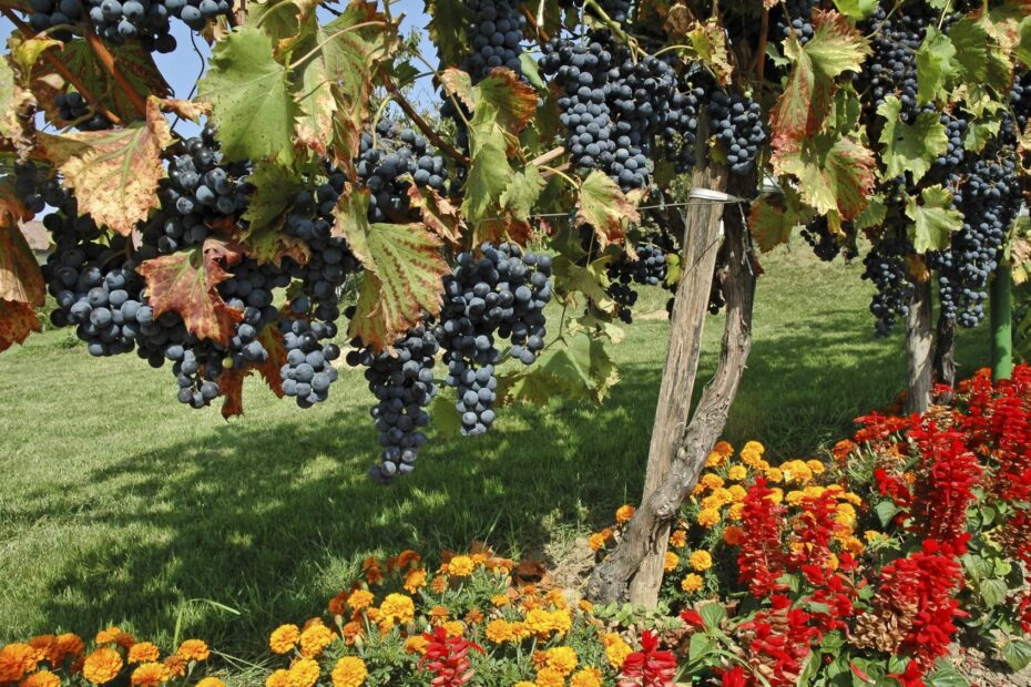 what to plant with grapes