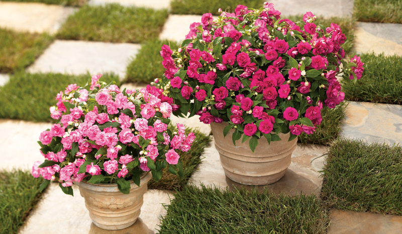 What to Plant with Impatiens in a Container