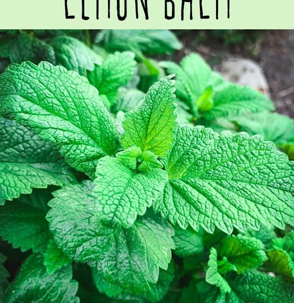 What to Plant with Lemon Balm