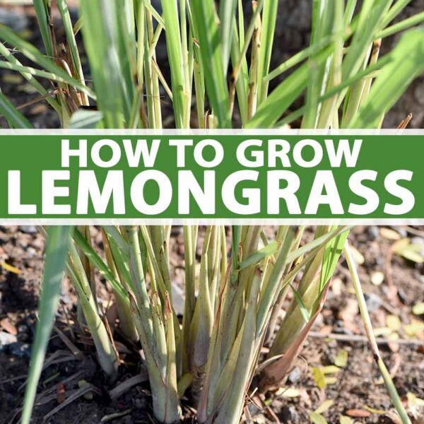 what to plant with lemongrass