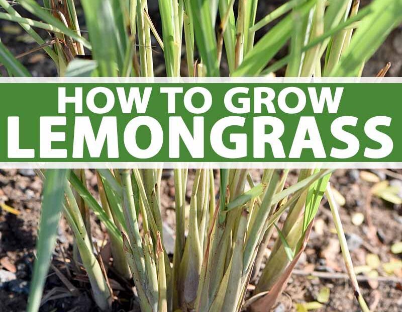 what to plant with lemongrass