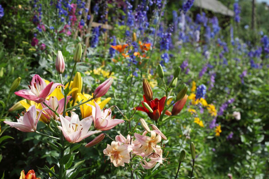 What to Plant with Lilies