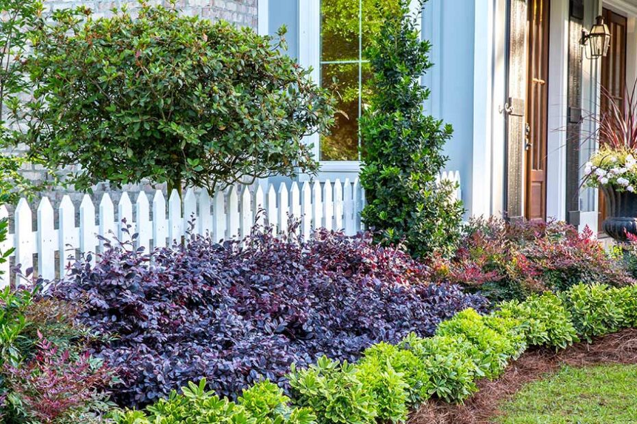 What to Plant with Loropetalum