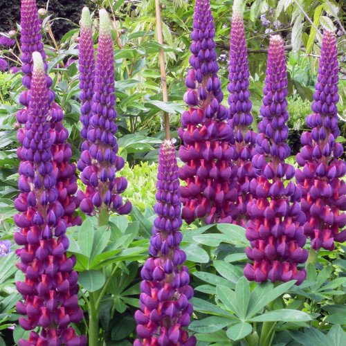 What to Plant with Lupines