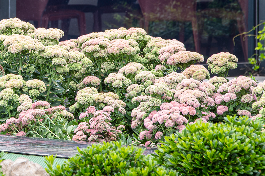 What to Plant with Sedum Autumn Joy