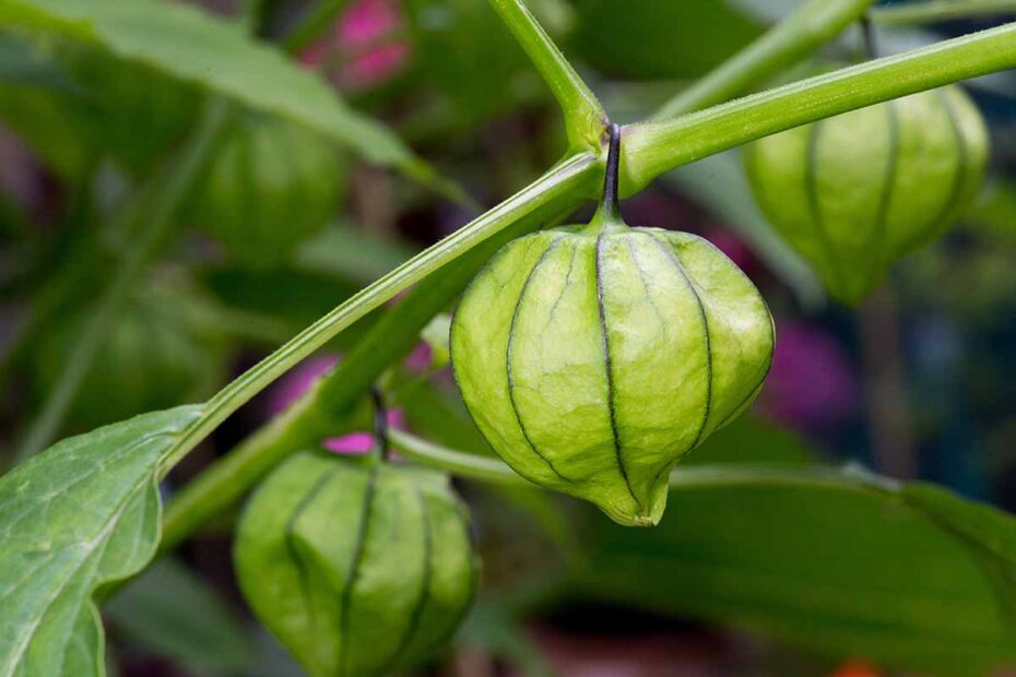 What to Plant with Tomatillos