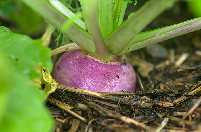 What to Plant with Turnips