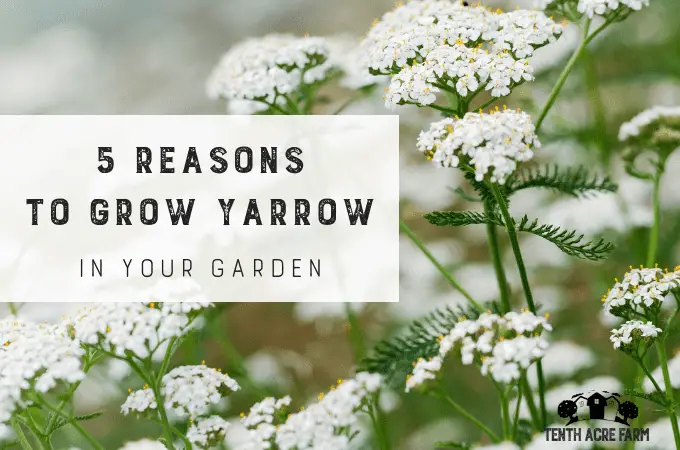 What to Plant with Yarrow