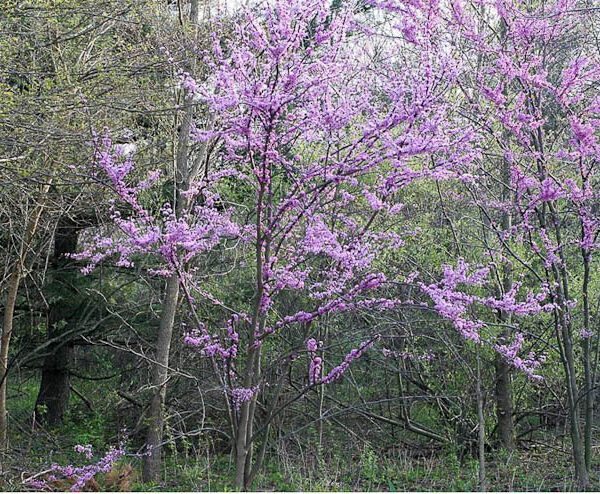 what trees are blooming in ohio right now