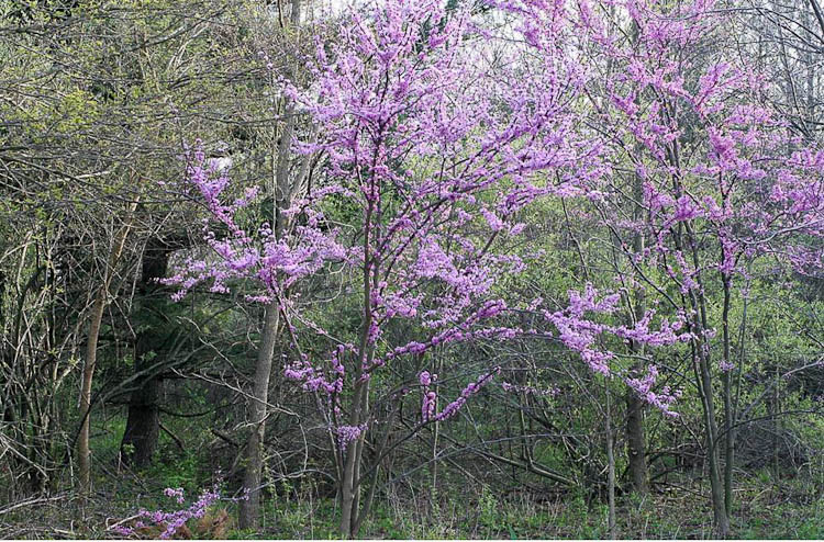 what trees are blooming in ohio right now