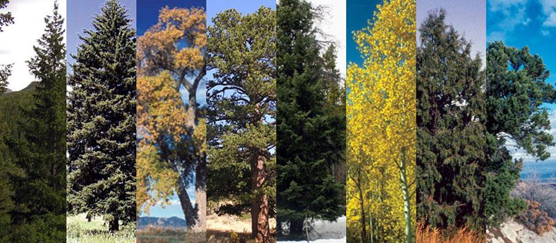 what trees grow in colorado