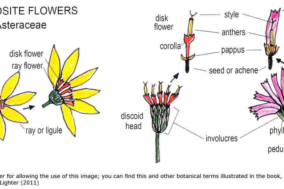 what two types of flowers make up a composite flower scaled