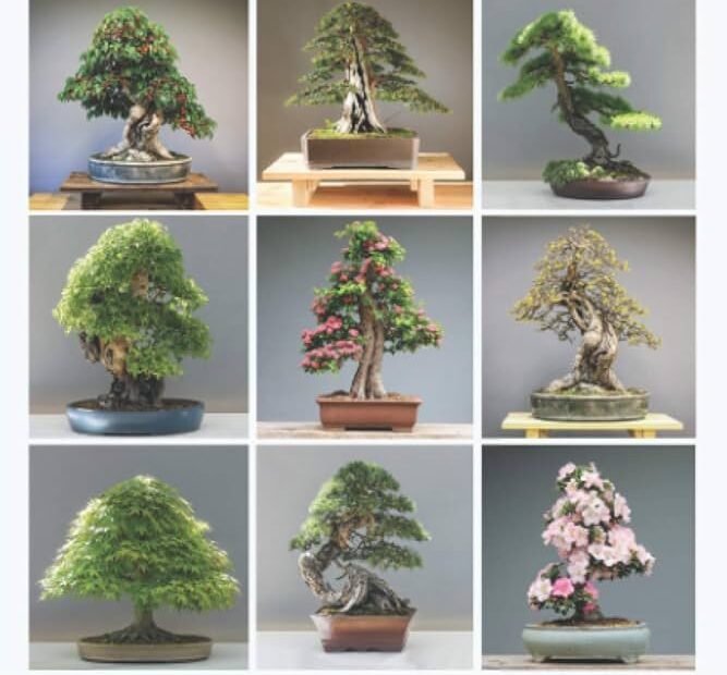 What Type of Bonsai Tree Do I Have