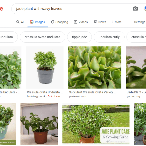 what type of plant am i