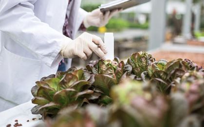 what vegetables can be grown in vertical farming