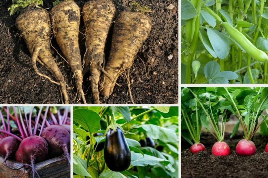 what vegetables do not like peat moss