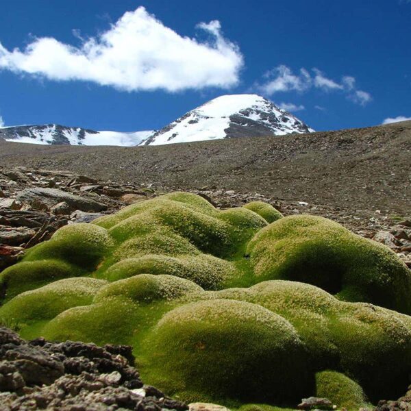 what you might plant at the top of a mountain