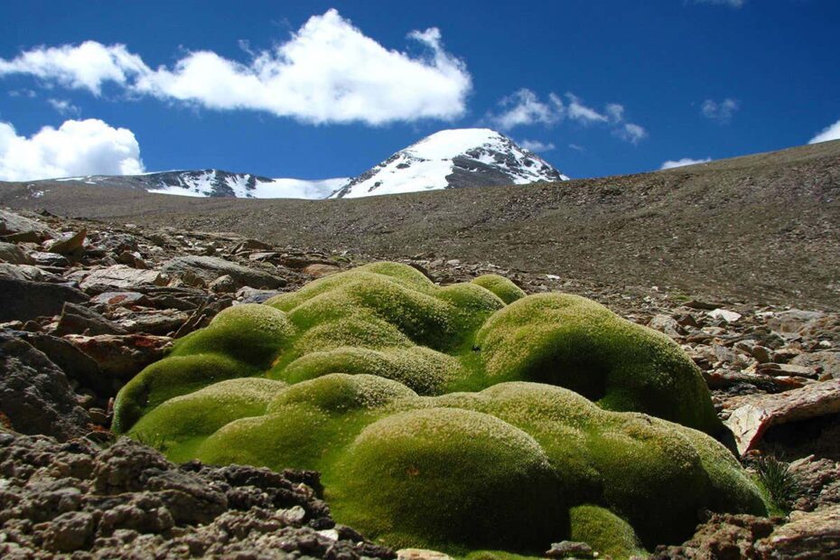 what you might plant at the top of a mountain