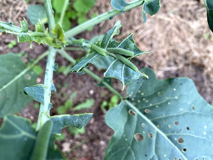 Whats Eating My Cauliflower Leaves