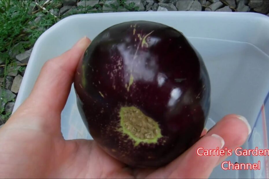 when are black beauty eggplants ready to harvest