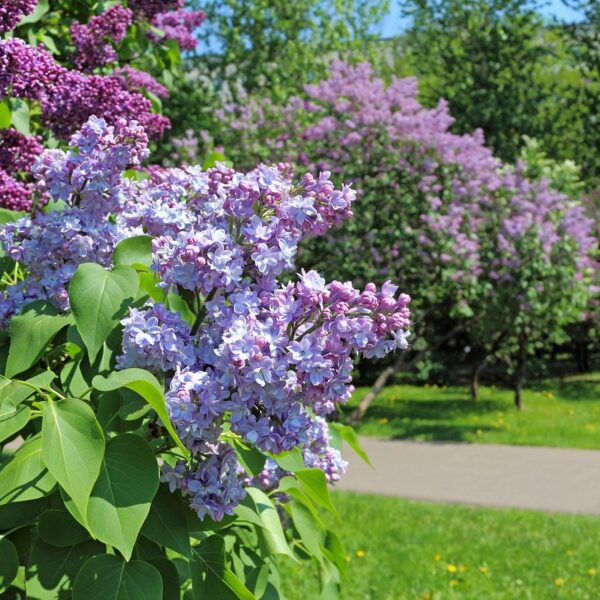 when can you transplant a lilac bush