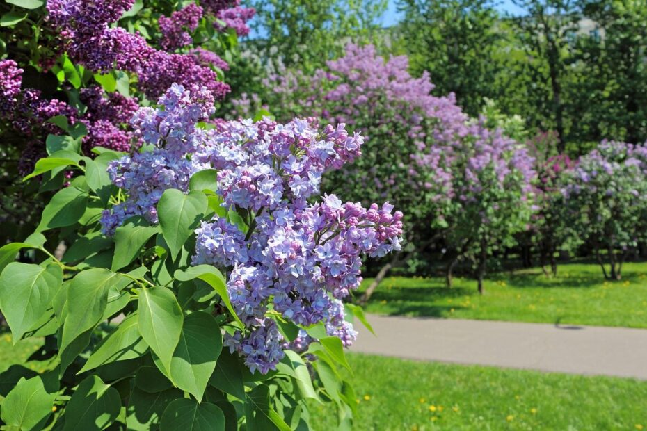 when can you transplant a lilac bush