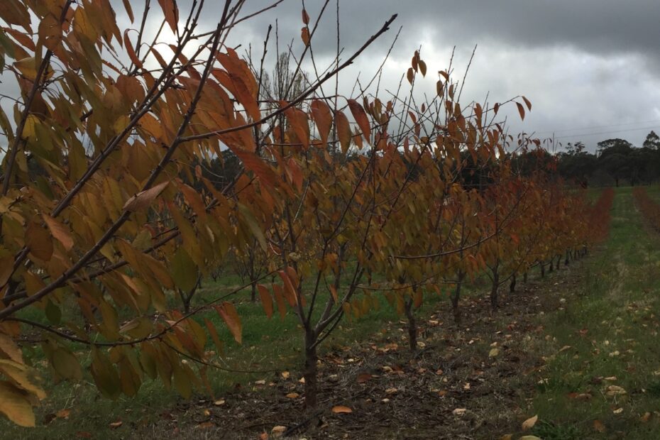 When Do Cherry Trees Lose Their Leaves