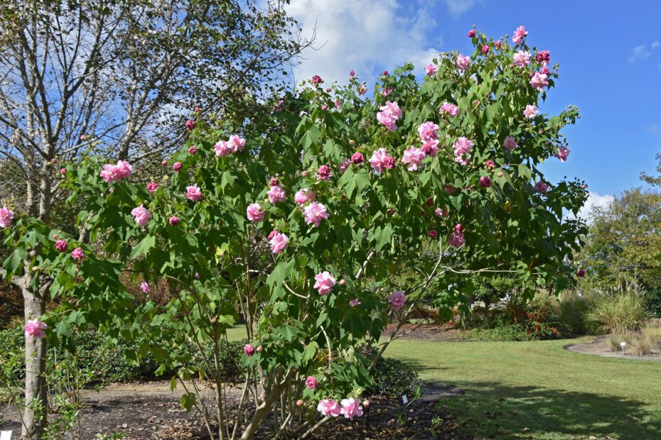 When Do Confederate Roses Bloom