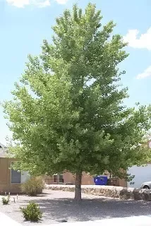 When Do Cotton Trees Stop Shedding