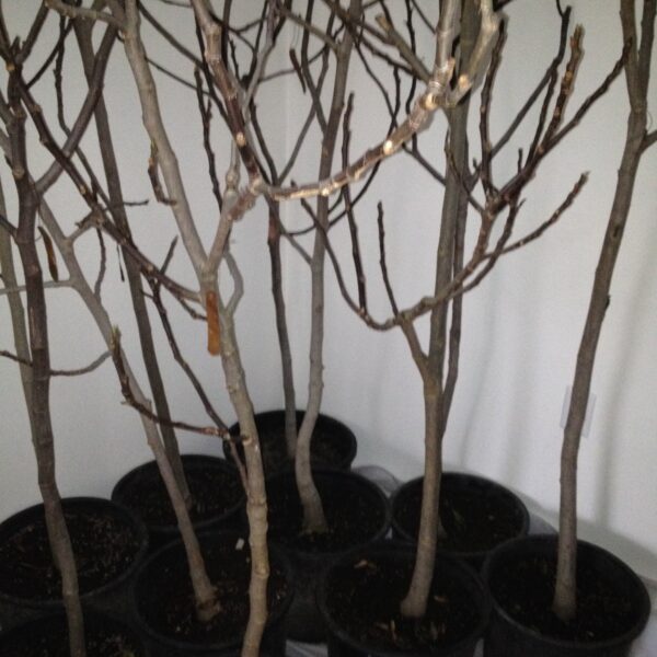 when do fig trees come out of dormancy scaled