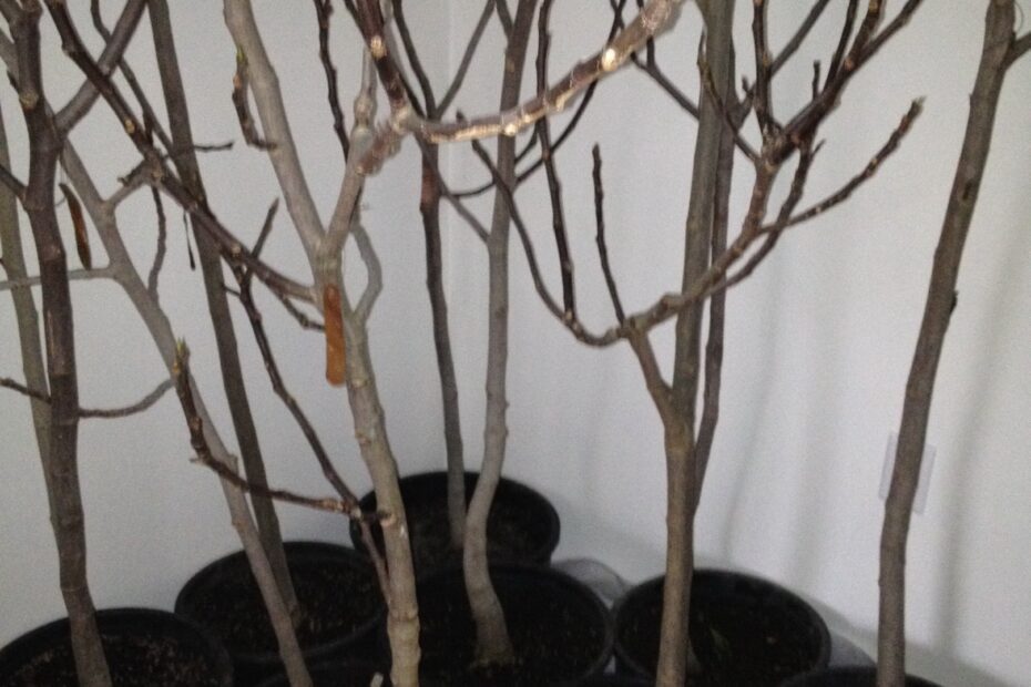 when do fig trees come out of dormancy scaled