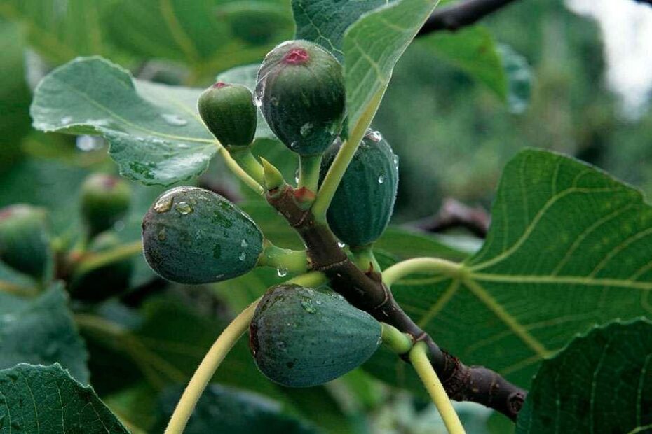 when do fig trees produce leaves