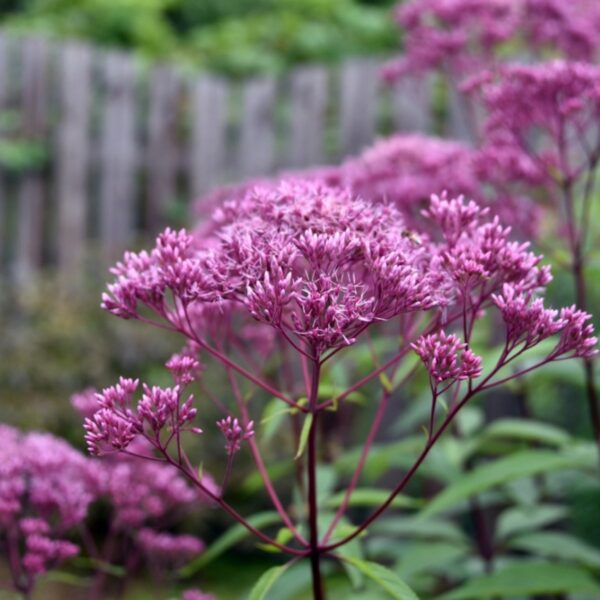 when do i cut back joe pye weed