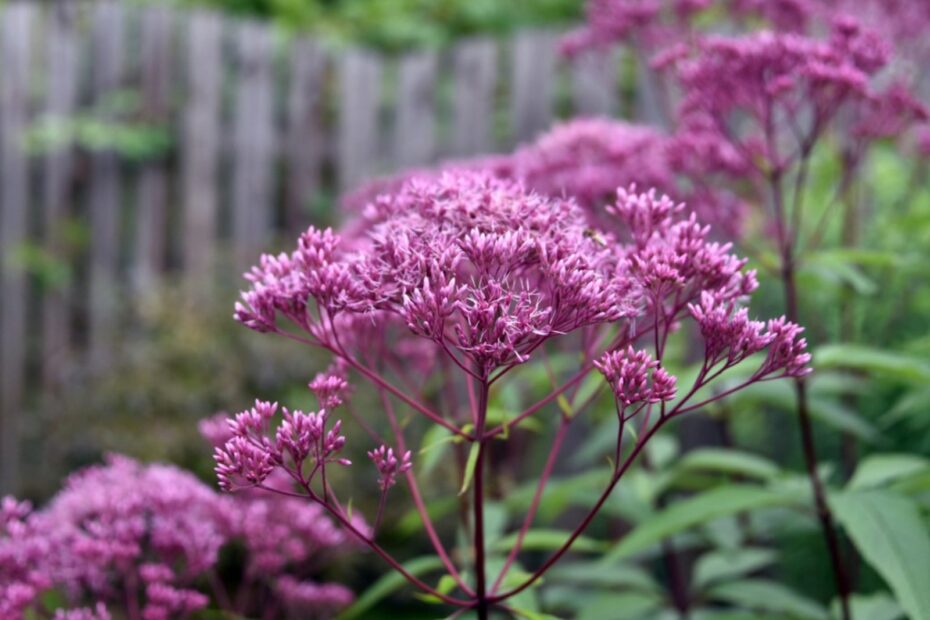 when do i cut back joe pye weed