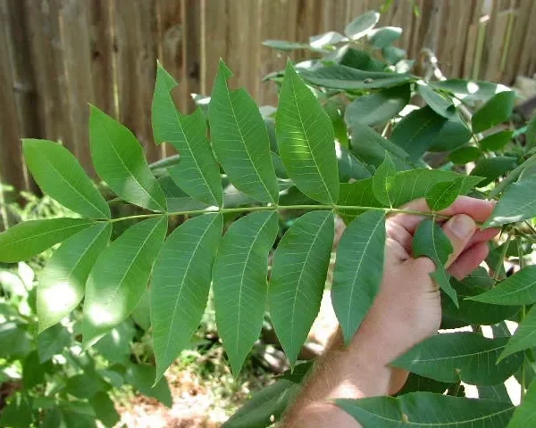 when do pecan trees leaf out