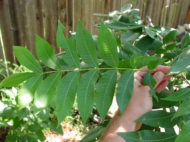 when do pecan trees leaf out