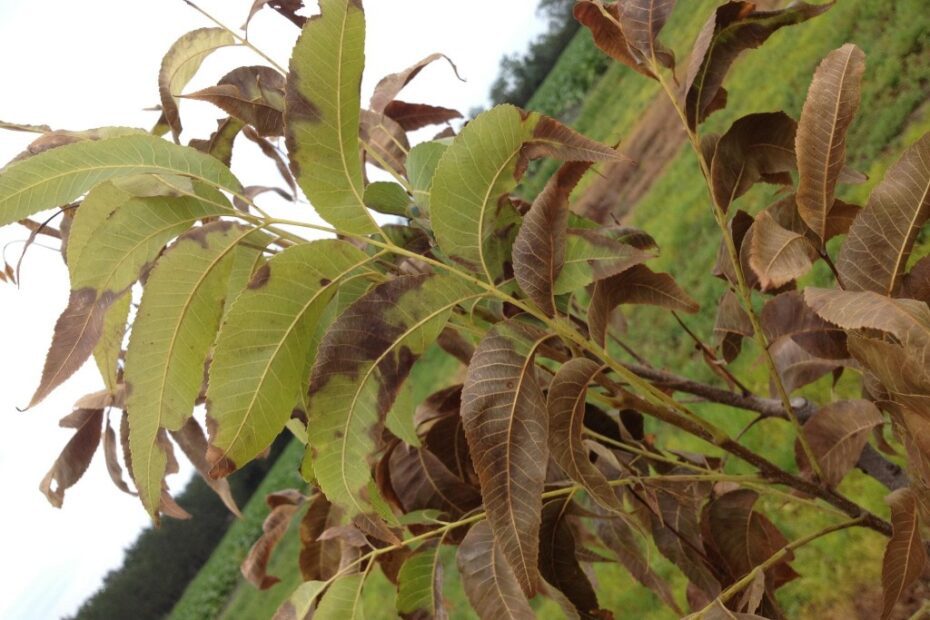 When Do Pecan Trees Lose Their Leaves