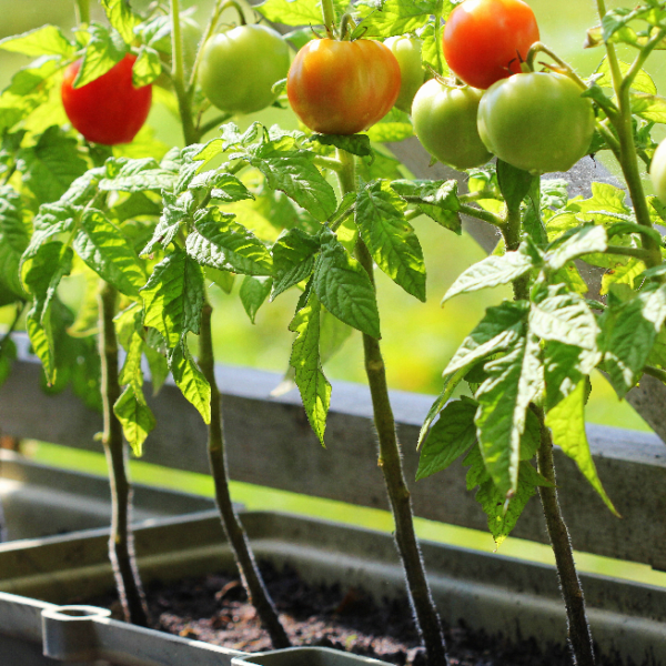 when do you plant fall tomatoes